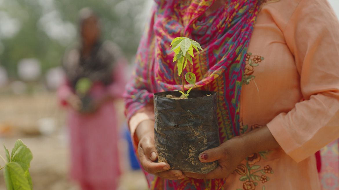 Indian woman with a plant in a pot for planting